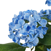 Load image into Gallery viewer, Potted Artificial Blue Hydrangea
