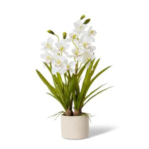 Cymbidium Slim Pot/orchid